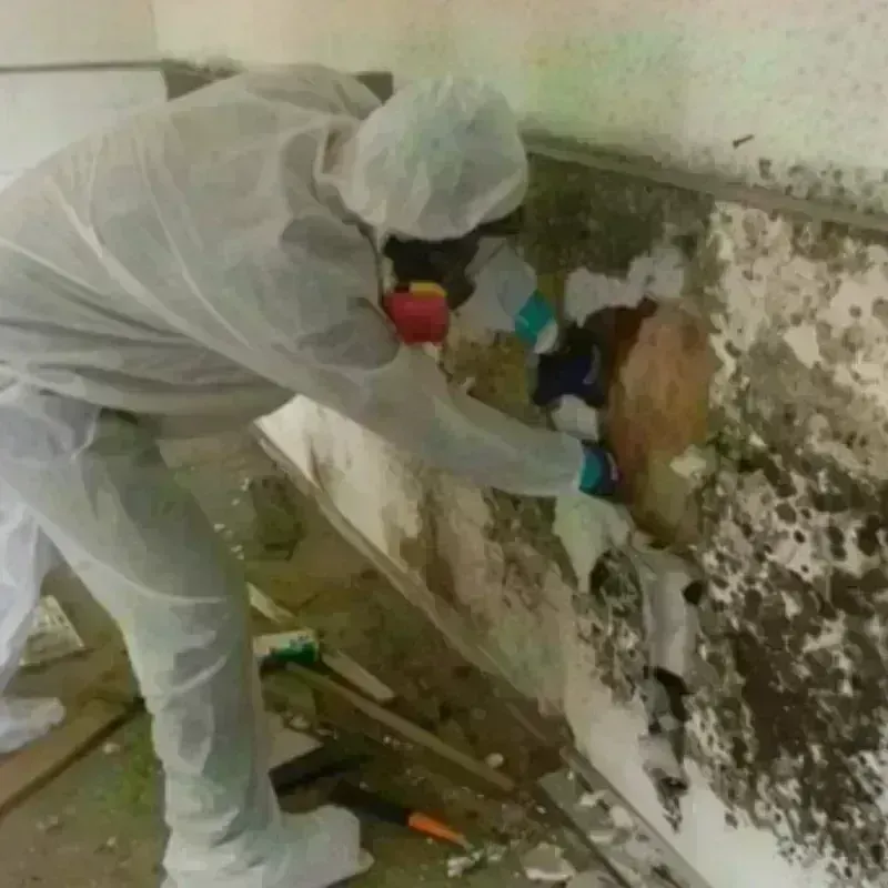 Mold Remediation and Removal in Palo, IA